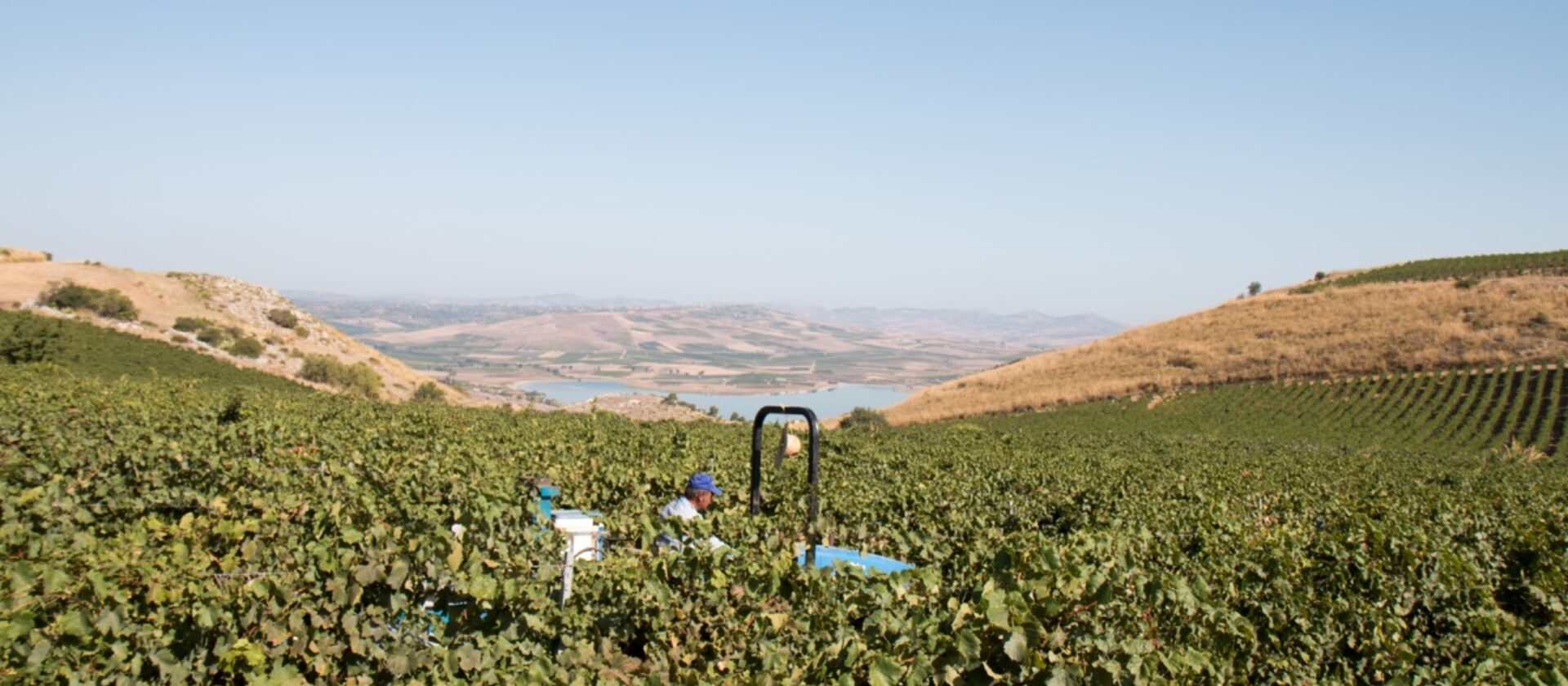 vendemmia menfi 2016