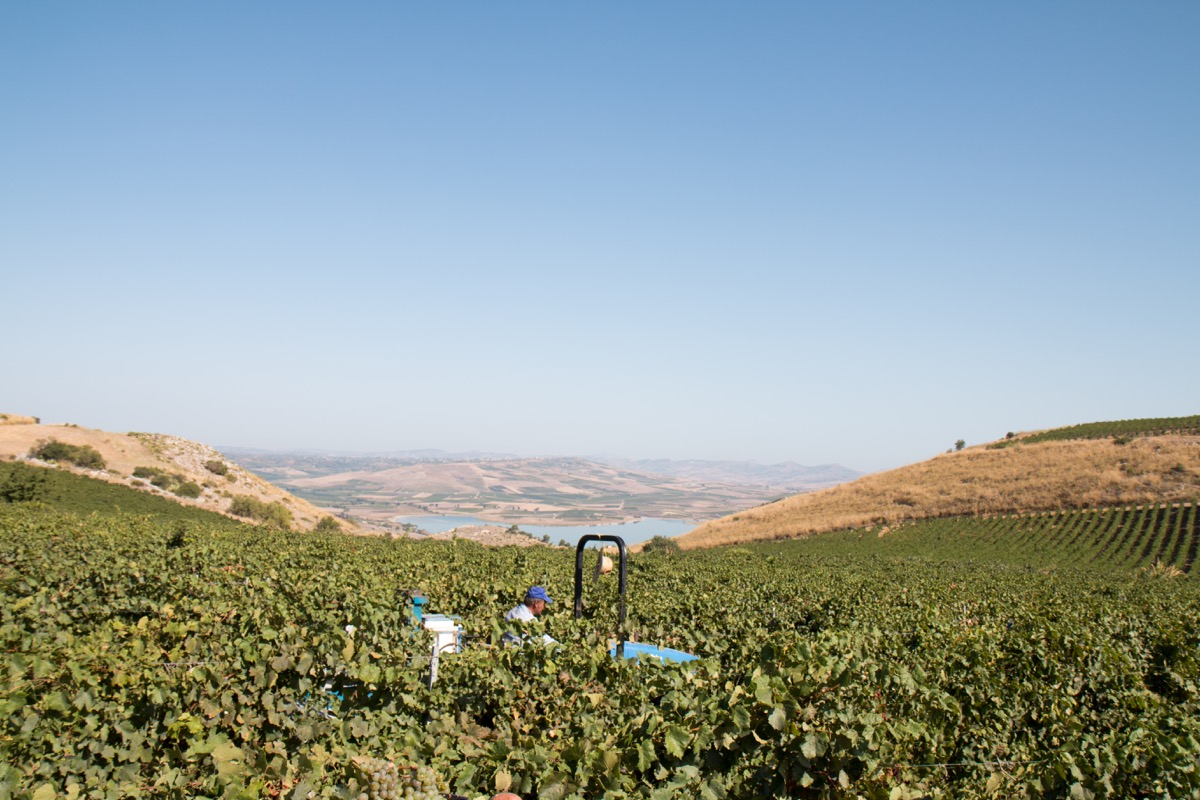 vendemmia menfi 2016