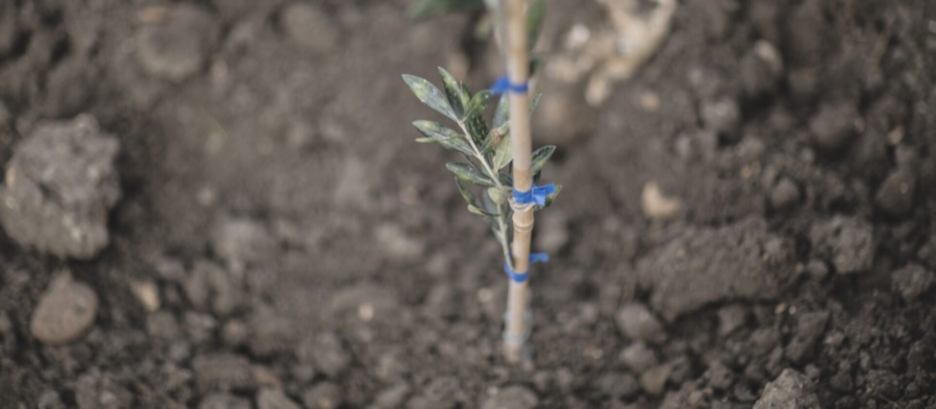 nuovo oliveto capparrina