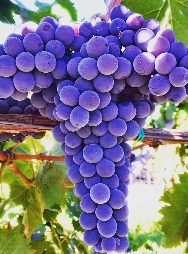grappolo d uva