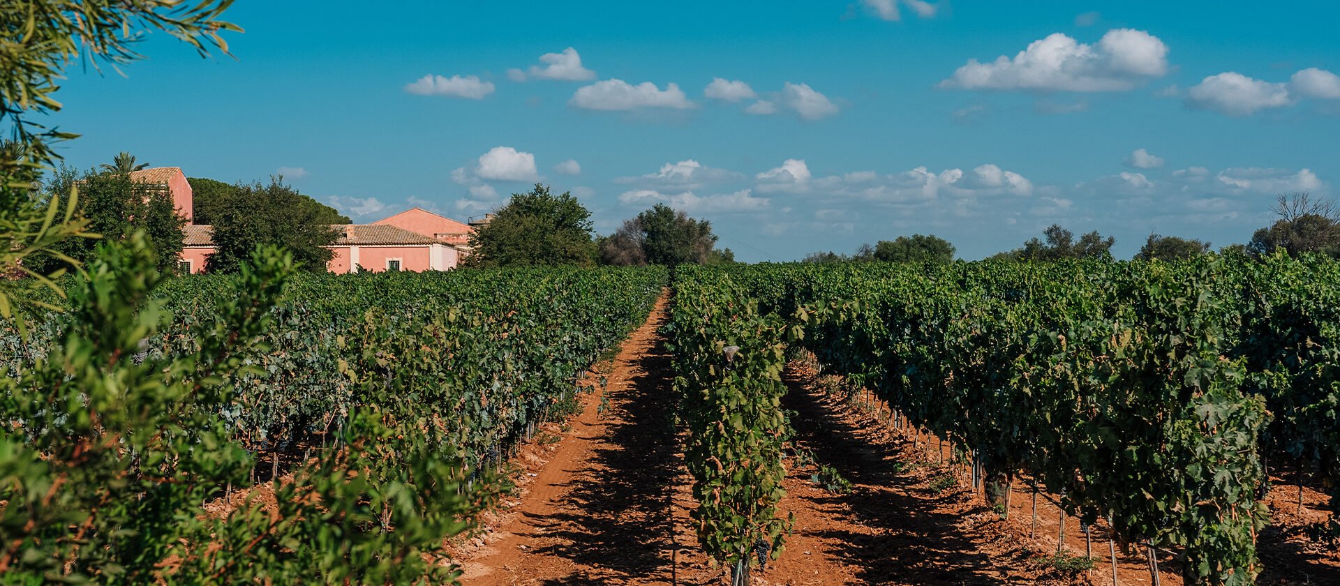 Vigna tenuta dorilli