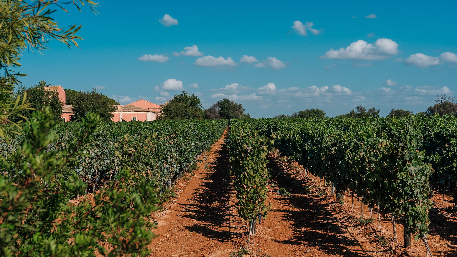 Vigna tenuta dorilli
