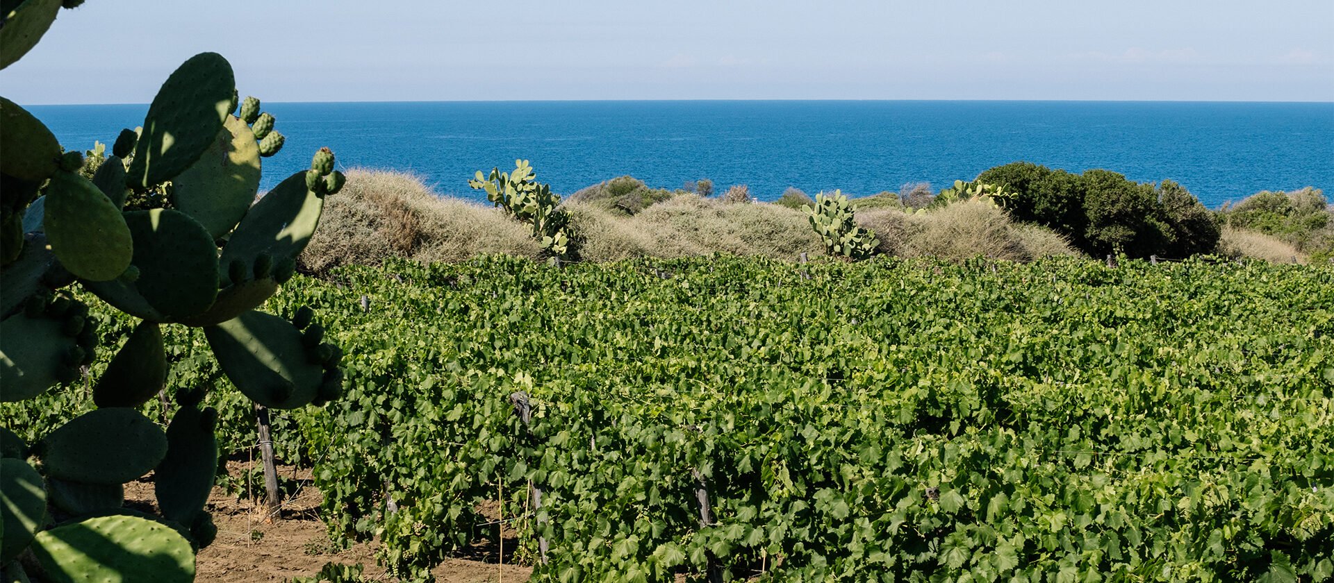 Pale di fico Capo Milazzo