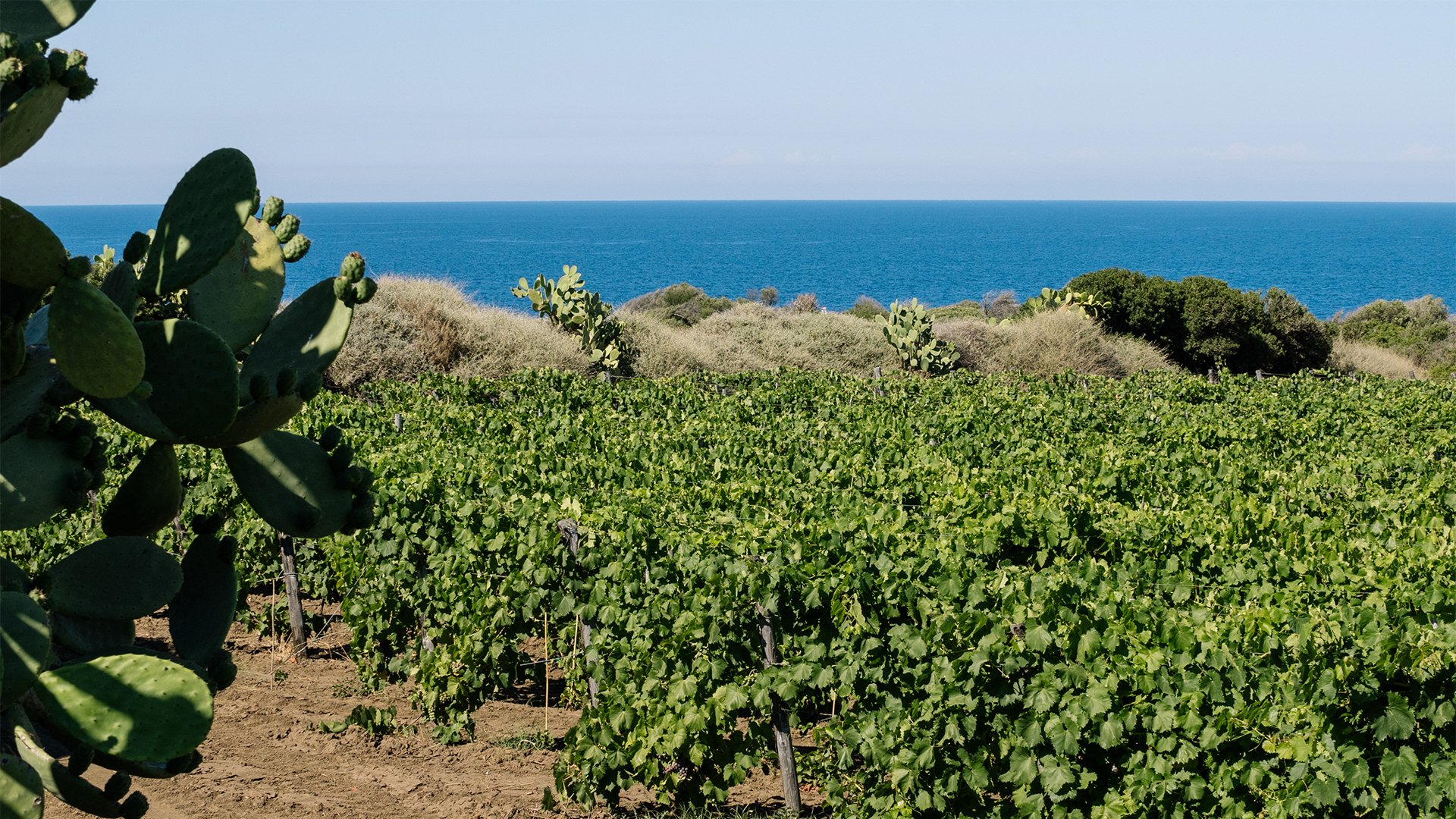 Pale di fico Capo Milazzo