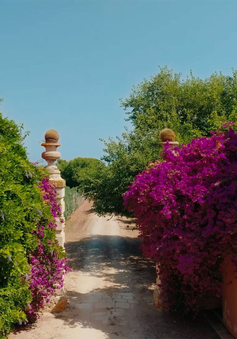 viale con alberi in fiore