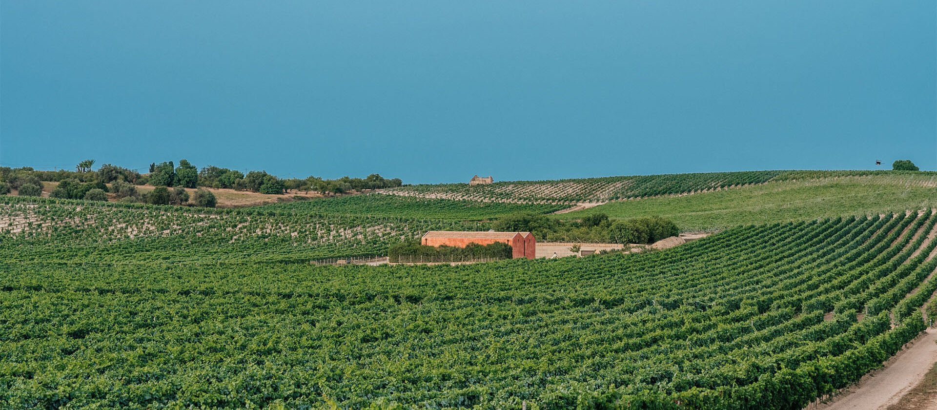 Noto vigneti