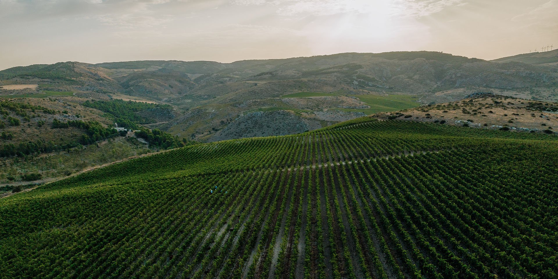 menfi veduta vigneti