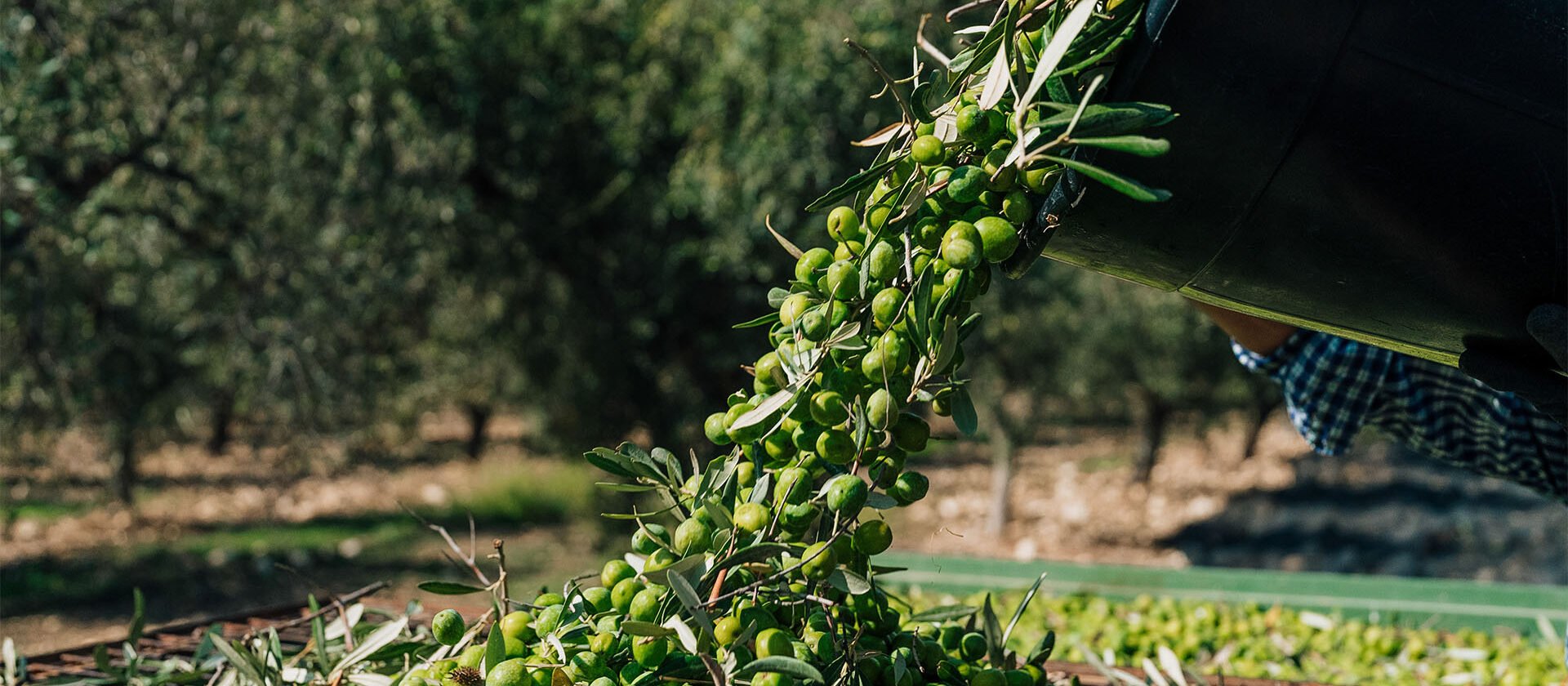 capparrina lavorazione olive