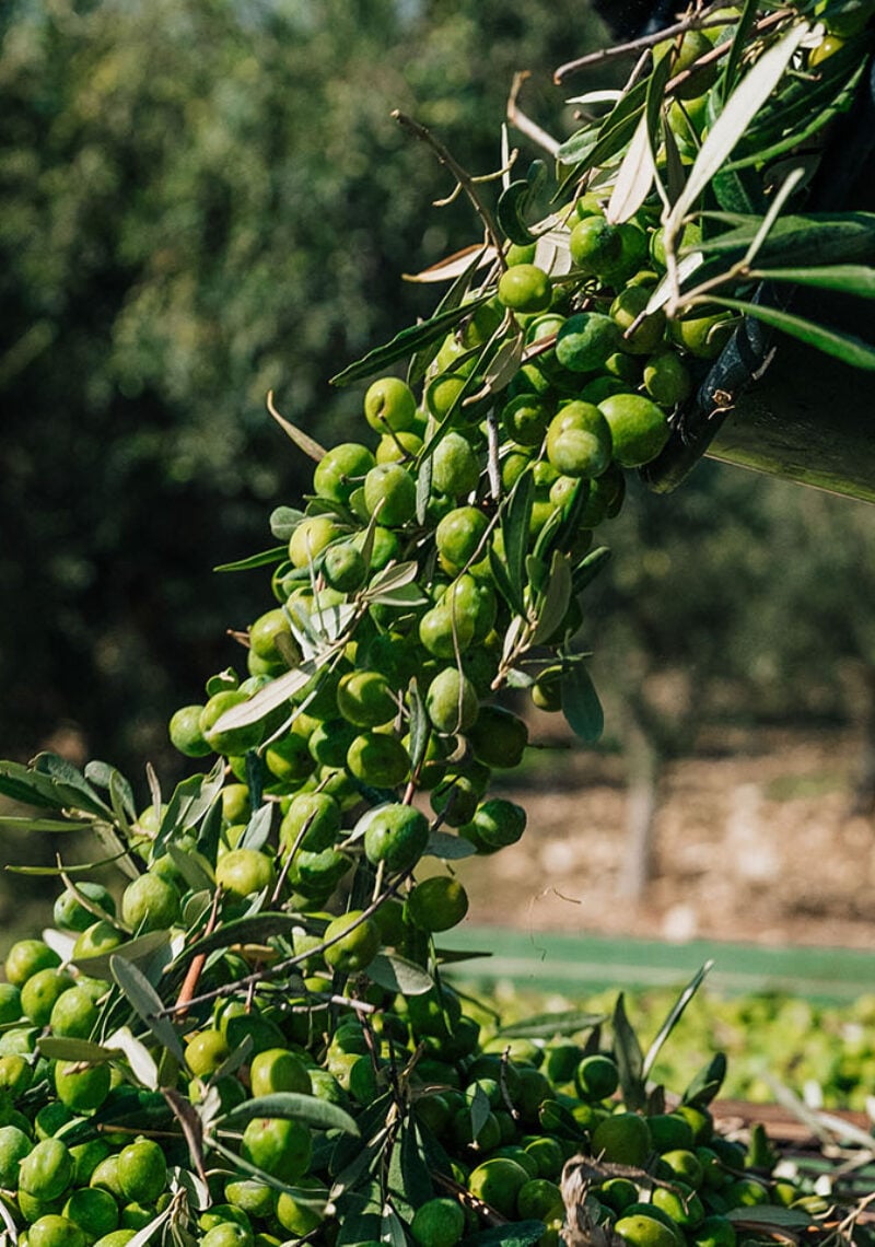 capparrina lavorazione olive