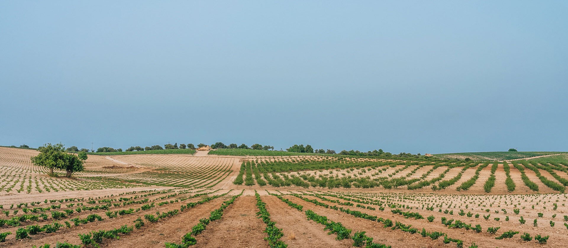 noto veduta vigneti