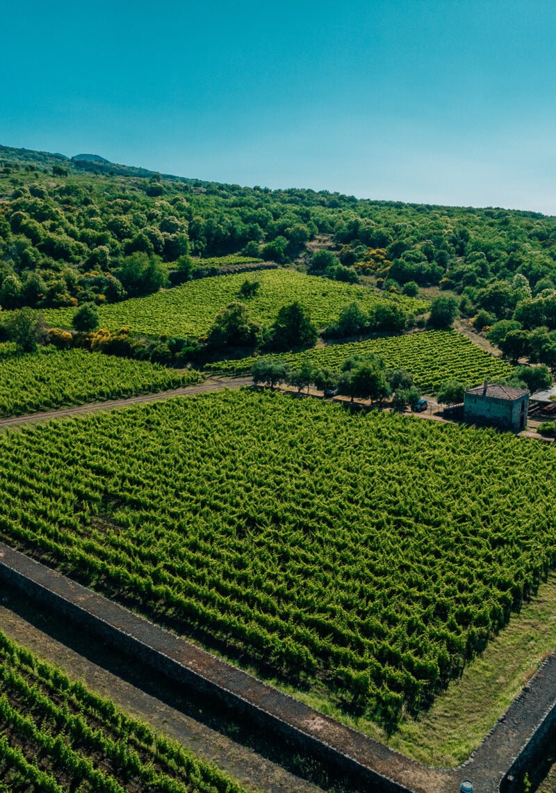 vista dall'alto di vigne