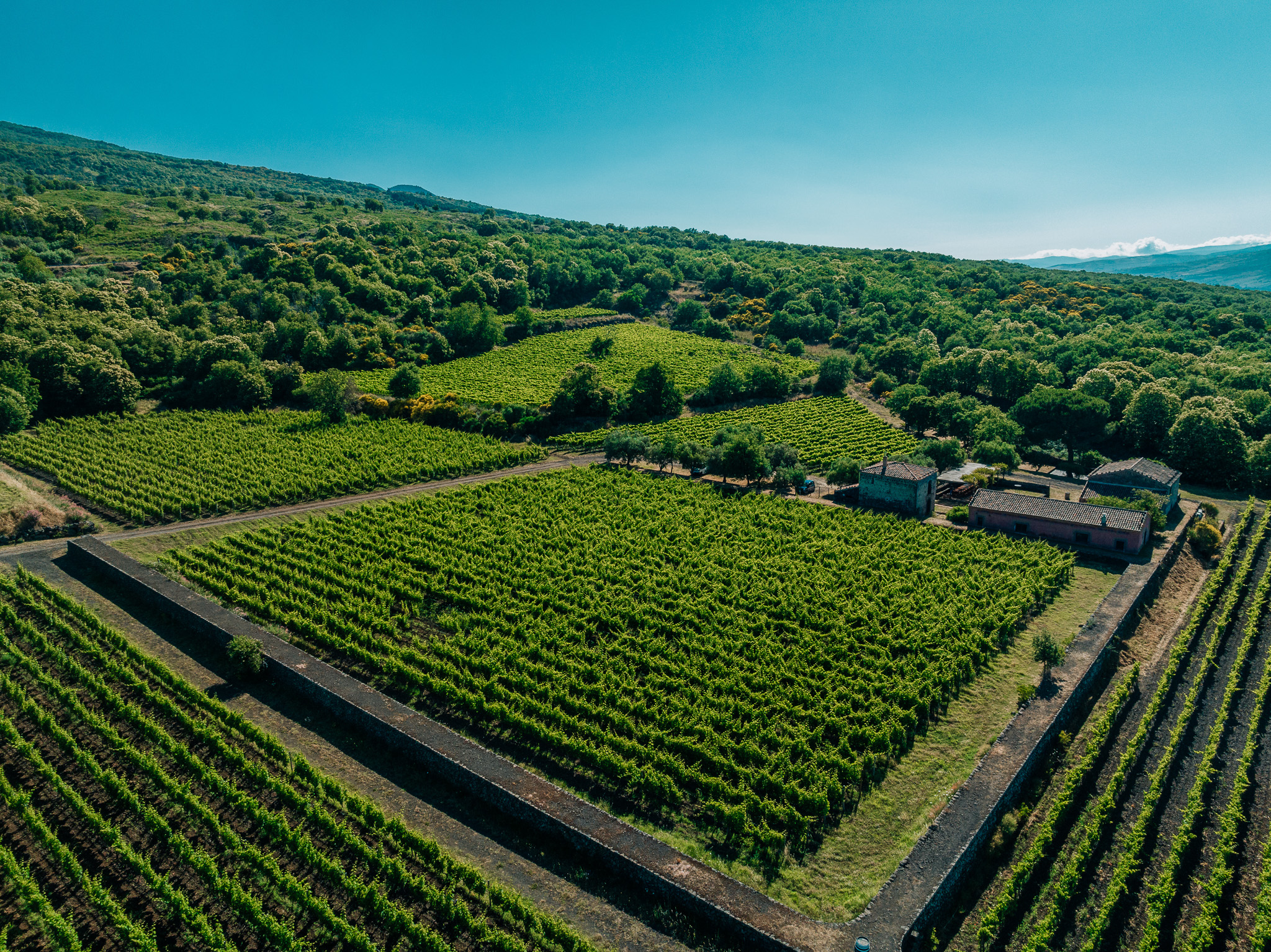 vista dall'alto di vigne