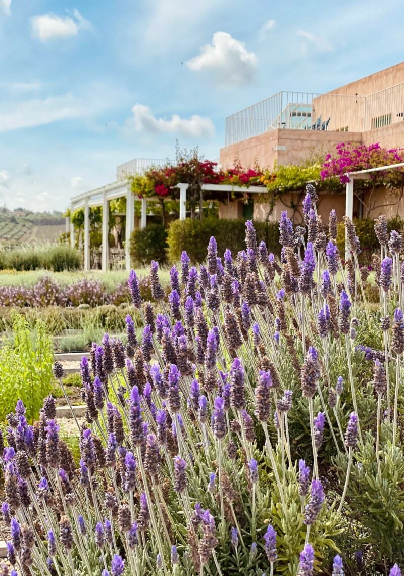 un cespuglio di lavanda