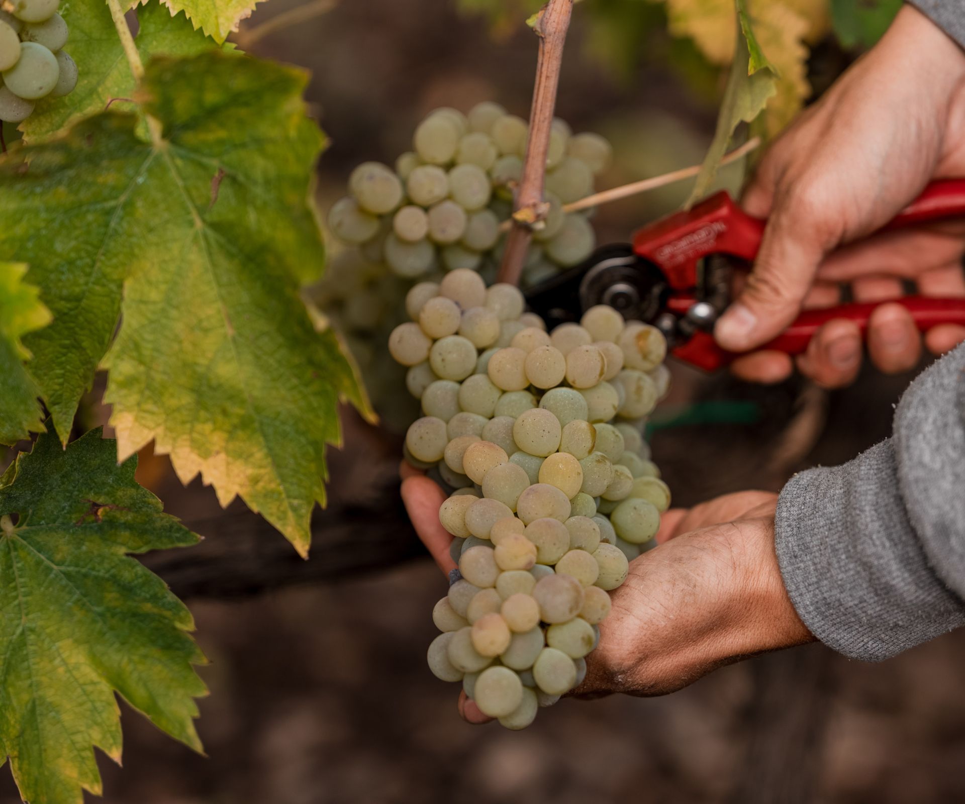 planeta vendemmia 2025